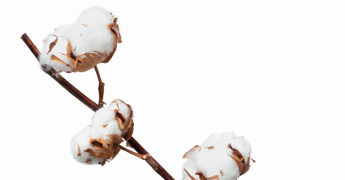 Which Is Better Cotton Or Pure Cotton